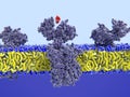 Histamine binding to its receptor