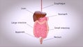 3D concept design of a digestive system Royalty Free Stock Photo