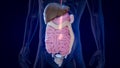 3D concept design of a digestive system Royalty Free Stock Photo
