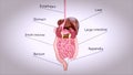 3D concept design of a digestive system