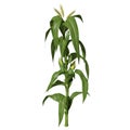 3d Corn Stalk