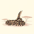 Ball Python Snake in Desert Landscape Royalty Free Stock Photo