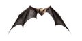 3D digital render of a flying vampire bat isolated on white background Royalty Free Stock Photo