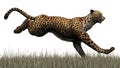 3D digital render of a jumping cheetah Royalty Free Stock Photo