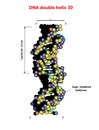 3D DNA structure double helix on white background. Nucleotide, Phosphate, Sugar, and bases. education info graphic. Adenine