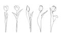 Hand drawn tulips sketch Royalty Free Stock Photo