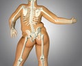 3d fat back body anatomy with skeleton