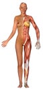 3D female medical figure