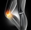 3D female medical image of bones in knee Royalty Free Stock Photo