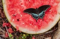 Dark Female Eastern Tiger Swallowtail Butterfly on Watermellon Royalty Free Stock Photo