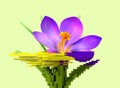 3d glitch of flower crocus. NFT concept.