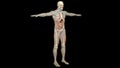 3D graphics of circulatory system, skeleton, digestive system, lymphatic system with opaque skin