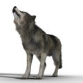 3D Grey Brown Wolf Howling