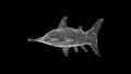 3D Hammerhead Shark on black bg. Wild animals concept. Protection of the environment. For title, text, presentation Royalty Free Stock Photo