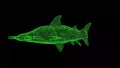 3D Hammerhead Shark on black bg. Wild animals concept. Protection of the environment. For title, text, presentation Royalty Free Stock Photo