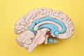 3D human brain model details from inside on yellow background Royalty Free Stock Photo