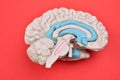 3D human brain model from external on red background