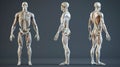 3D human man anatomy with articular pain Royalty Free Stock Photo