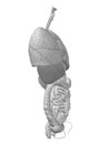 3D human or man internal abdominal or thorax organs Royalty Free Stock Photo