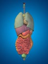 3D human or man internal or thorax organs for anatomy or health Royalty Free Stock Photo