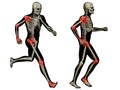 3D human man pain anatomy isolated Royalty Free Stock Photo