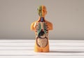 3d human model with inner organs inside. Medical anatomical concept Royalty Free Stock Photo