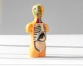 3d human model with inner organs inside, ribs, intestine, lungs, stomach. Medical anatomical concept