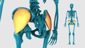 Gluteus medius on a white background - 3D model