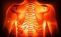 3d human rib medical anatomy