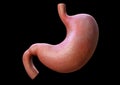 3d human stomach