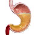3d human stomach Royalty Free Stock Photo