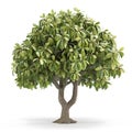 3d icon Pistachio tree, isolated on white background. 3d illustration