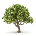 3d icon Pistachio tree, with pistachio nuts isolated on white background. 3d illustration