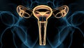 3d illustartion of female reproductive system anatomy