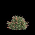 3d illustration of Abelia x grandiflora bush isolated on black background