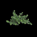 3d illustration of Abies balsamea bush isolated on black background Royalty Free Stock Photo