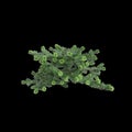 3d illustration of Abies balsamea bush isolated on black background