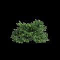 3d illustration of Abies balsamea bush isolated on black background