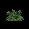 3d illustration of Abies balsamea bush isolated on black background Royalty Free Stock Photo