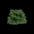 3d illustration of Abies balsamea bush isolated on black background