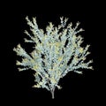 3d illustration of Acacia podalyriifolia tree isolated on black background Royalty Free Stock Photo