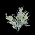 3d illustration of Acacia podalyriifolia tree isolated on black background Royalty Free Stock Photo