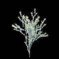 3d illustration of Acacia podalyriifolia tree isolated on black background Royalty Free Stock Photo