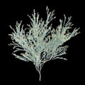 3d illustration of Acacia podalyriifolia tree isolated on black background Royalty Free Stock Photo