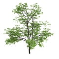 3d illustration of acer mandschuricum tree isolated on white background Royalty Free Stock Photo