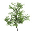 3d illustration of acer mandschuricum tree isolated on white background Royalty Free Stock Photo