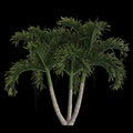 3d illustration of adonidia merrillii palm isolated on black background