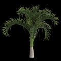 3d illustration of adonidia merrillii palm isolated on black background