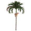 3d illustration of adonidia merrillii palm isolated on white background