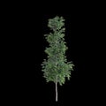 3d illustration of Agathis robusta tree isolated on black background Royalty Free Stock Photo